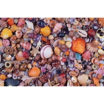  PIATNIK 1000pcs Puzzle "Sea Shells"