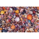  PIATNIK 1000pcs Puzzle "Sea Shells"