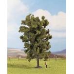 Lime Tree 18,5 cm high
