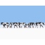 1/87 H0 Cows