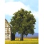 Oak 15 cm high